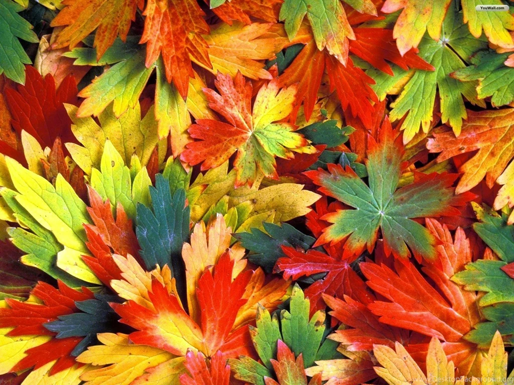 Autumn Leaves Top Border Wallpaper.