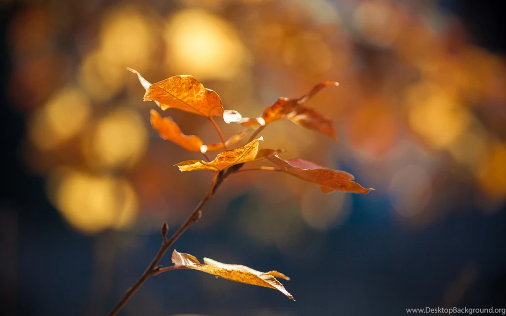 Autumn Leaves Desktop Backgrounds Wallpapers Free Download