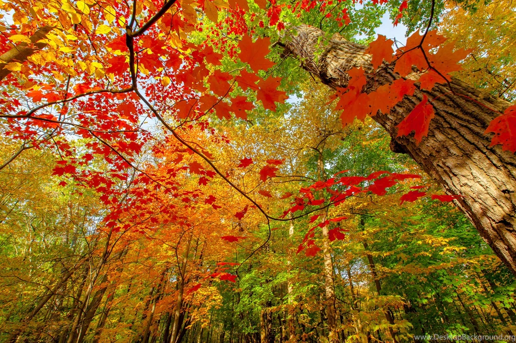 Download Autumn Leaves Wallpapers High Definition