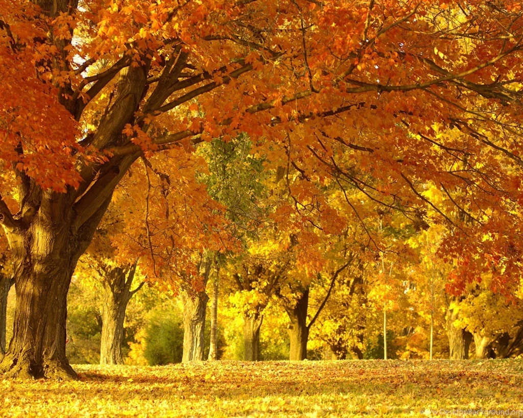 6976215 autumn leaves wallpaper.jpg