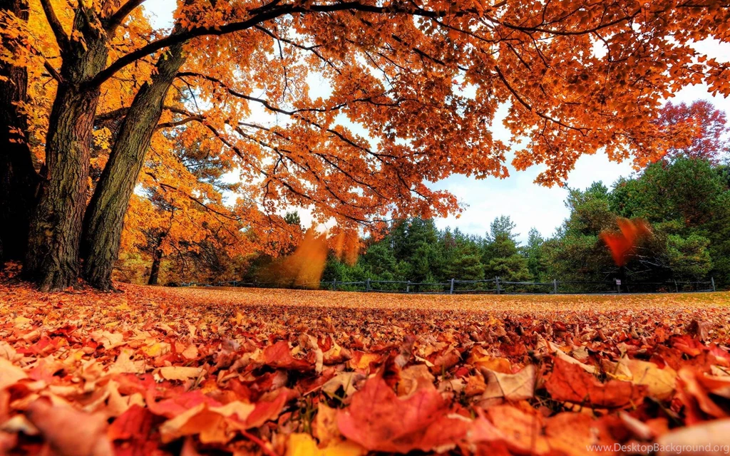 Autumn Leaves Wallpapers Free For Desktop Uncalke.com