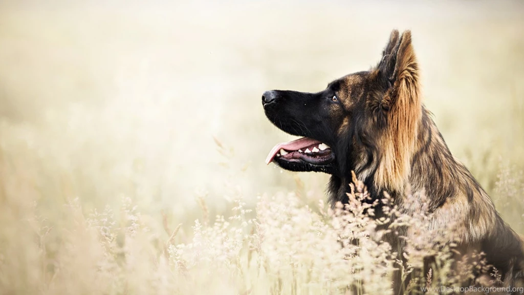 German Shepherd Dog Wallpapers – Free Full Hd Wallpapers For 1080p ...