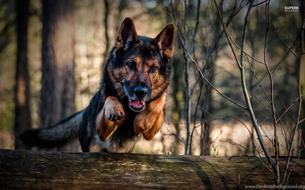 German Shepherd Wallpapers HD Download Best Collection