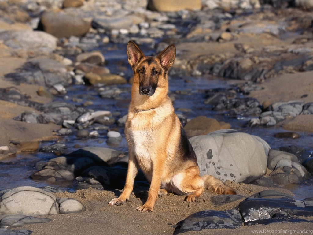 German Shepherd Puppies Pictures Wallpapers