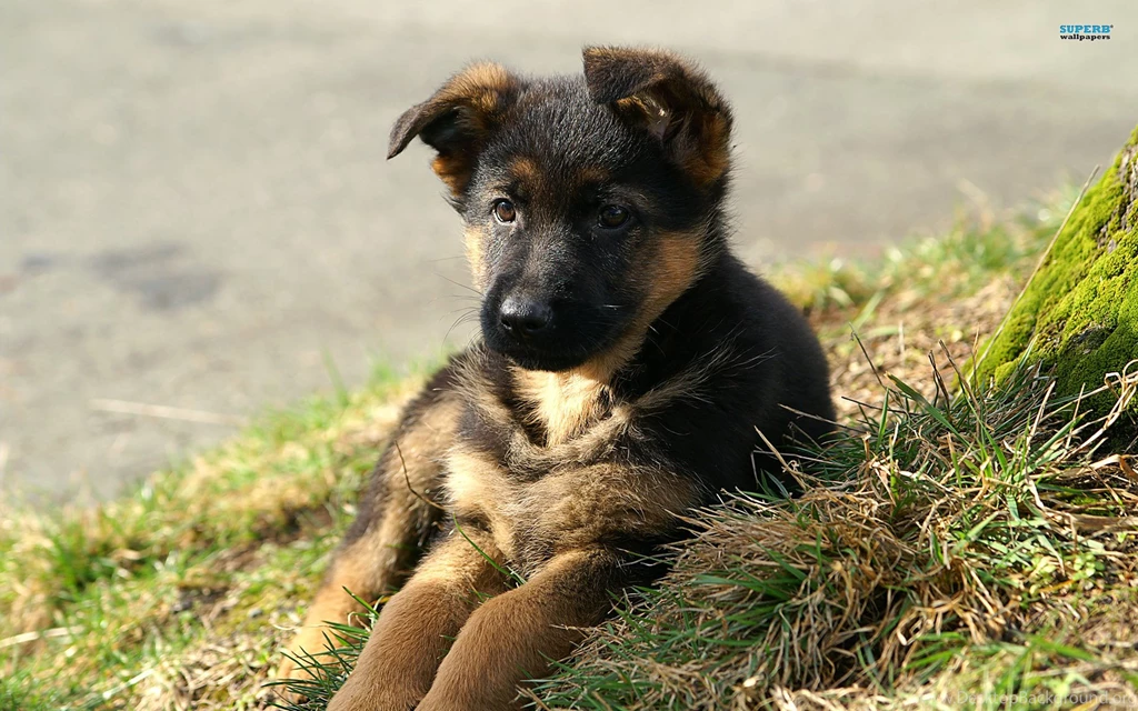 Black German Shepherd Wallpaper Backgrounds