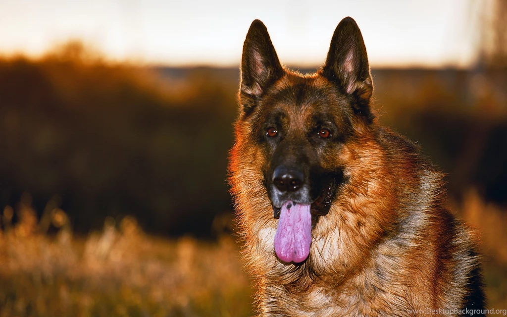 Dogs: German Shepherd Dogs Animal Animals Dog Wallpapers Wide For ...
