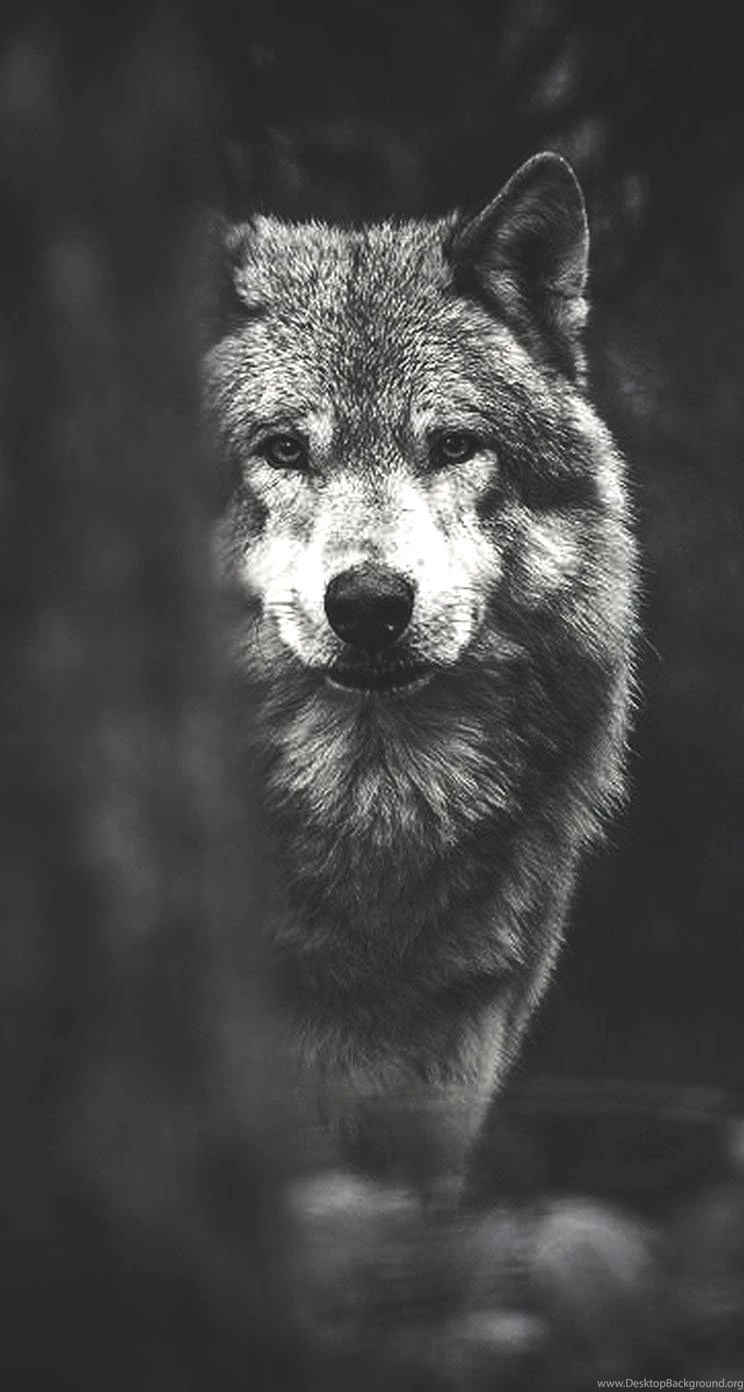 Wolf The iPhone Wallpapers
