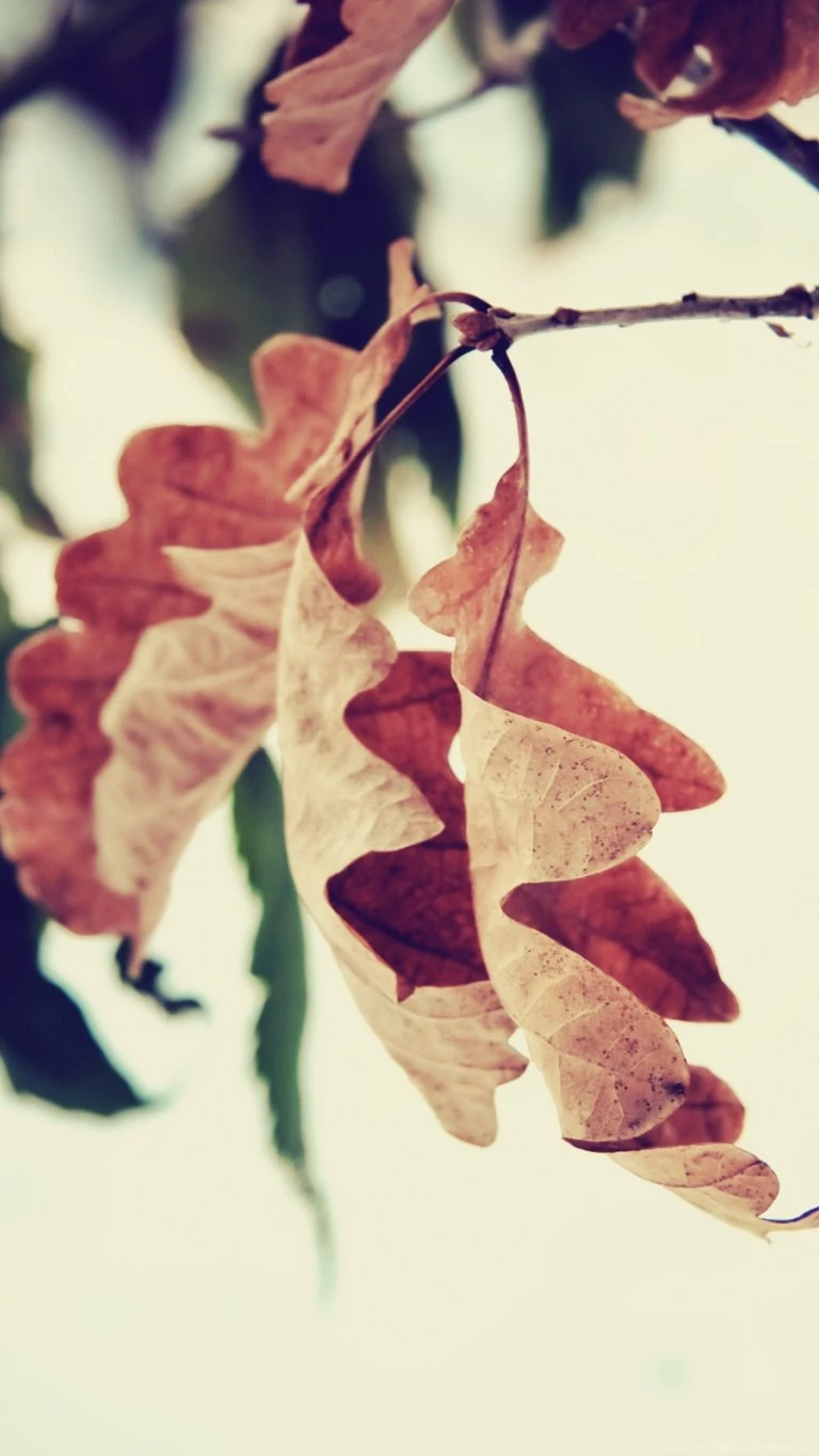 768x1366 Autumn Leaf 768x1366 Wallpapers