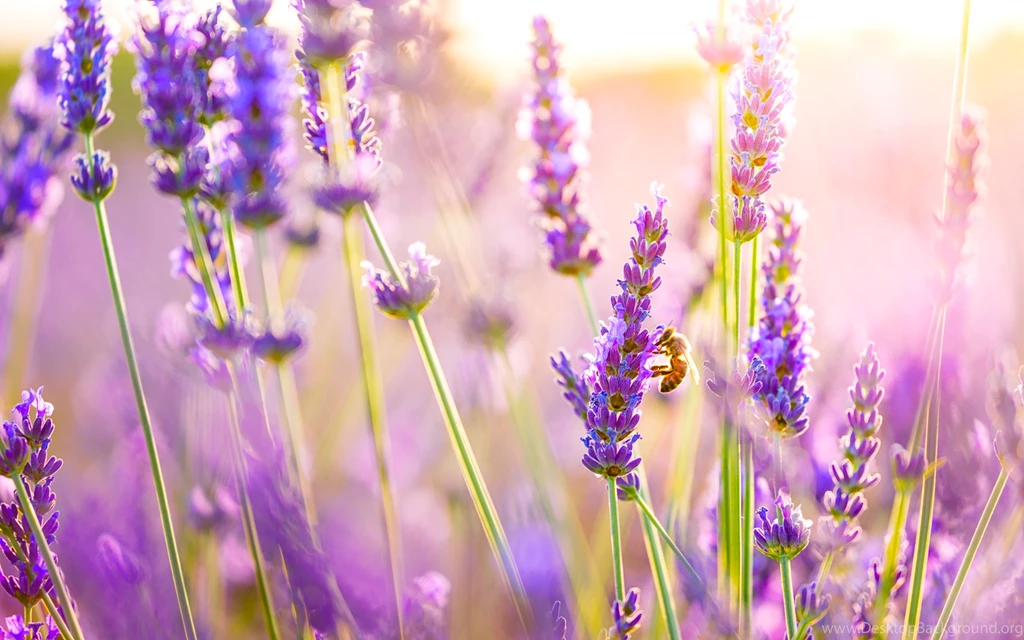 Lavender Wallpapers