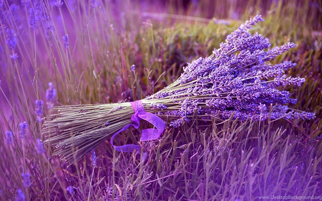 Lavender Wallpapers