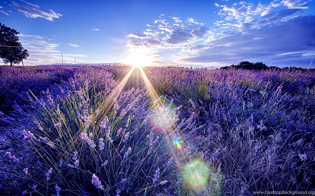 Summer, Morning, Shine, On, The, Lavender, Field, Flower, Sky, Sun ...