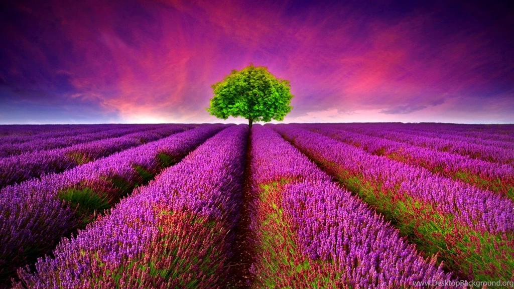 96 Lavender HD Wallpapers