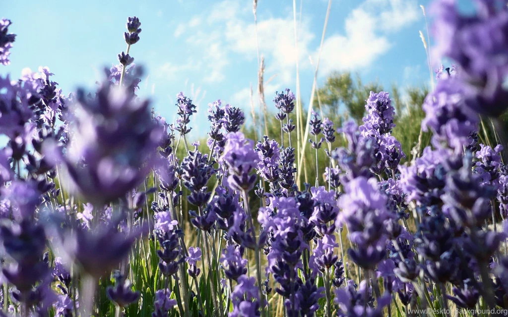 High Resolution Purple Lavender Flower Computer Wallpapers Full ...
