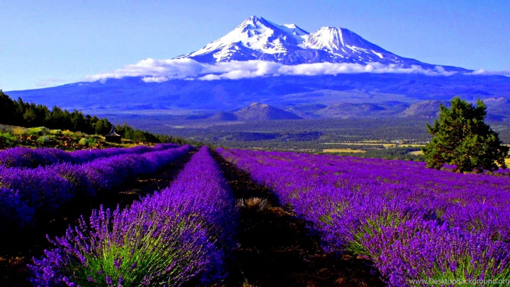 52 Lavender HD Wallpapers
