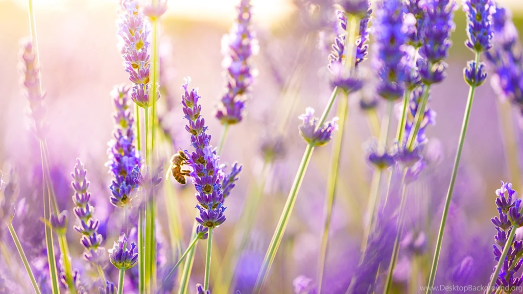 Flowers Lavender Wallpapers