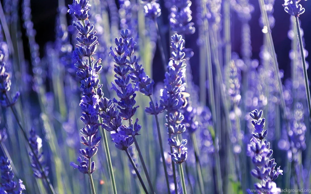Beautiful Lavender Wallpapers HD Wallpapers