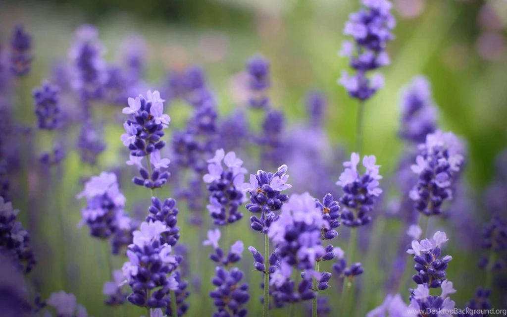 Lavender Wallpaper Backgrounds Wallpaper.