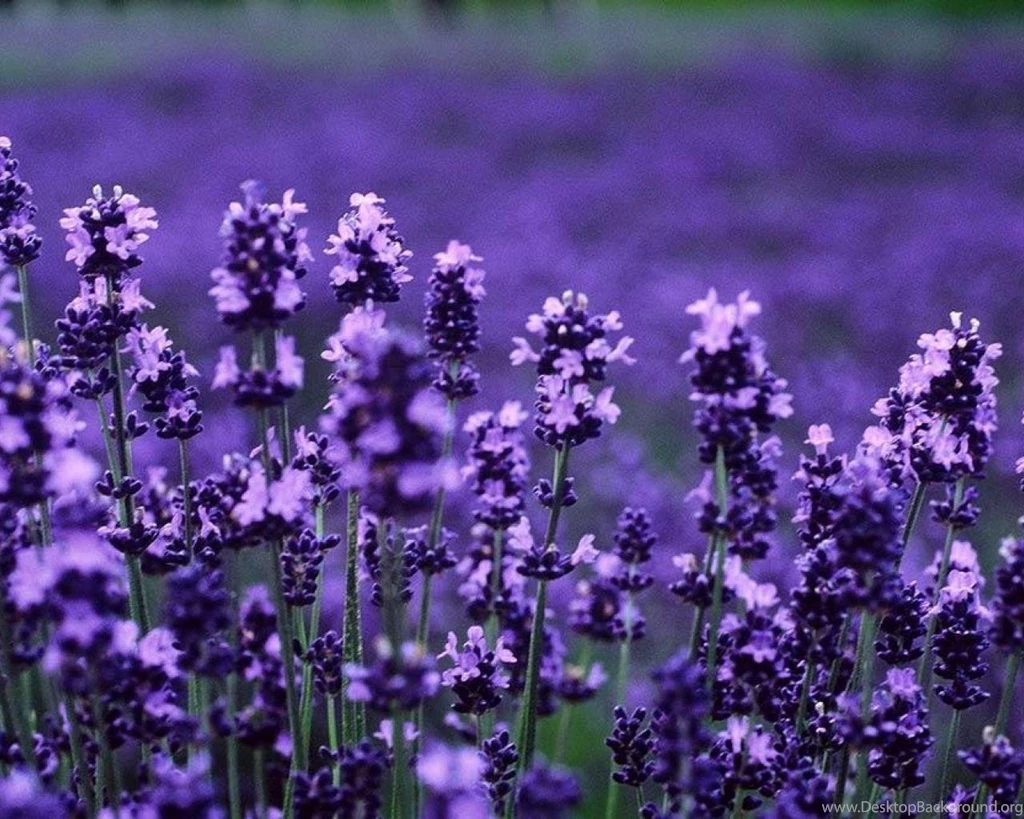LAVENDER WALLPAPER (