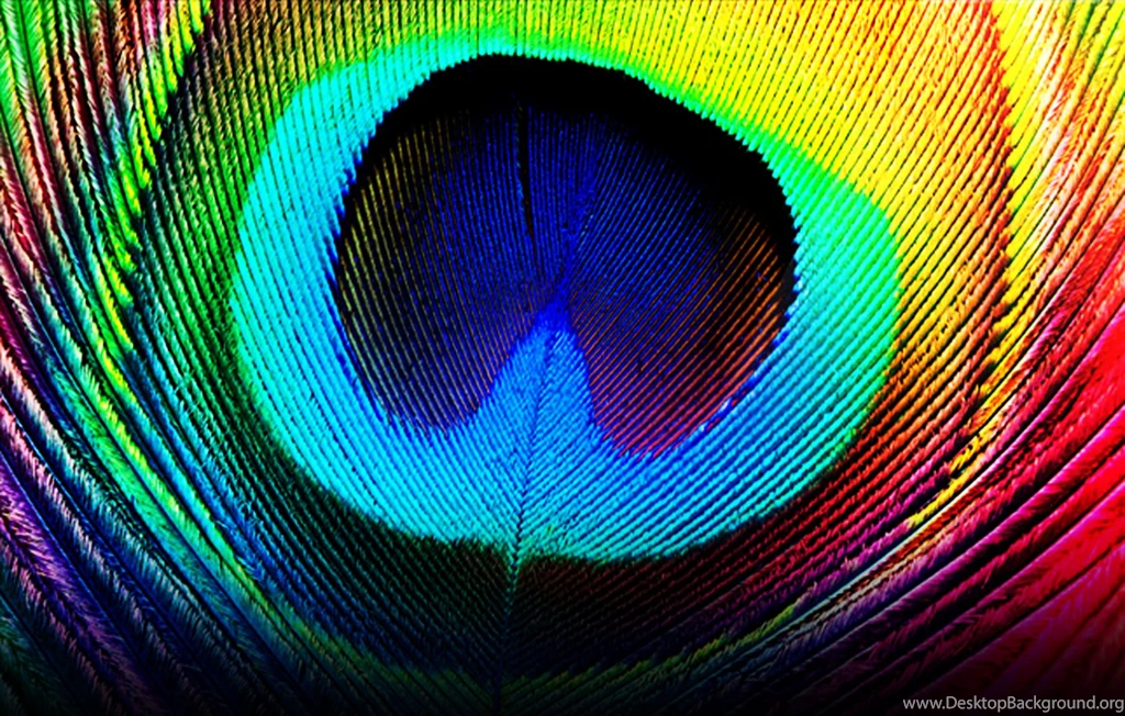 Peacock Feather Desktop Wallpapers