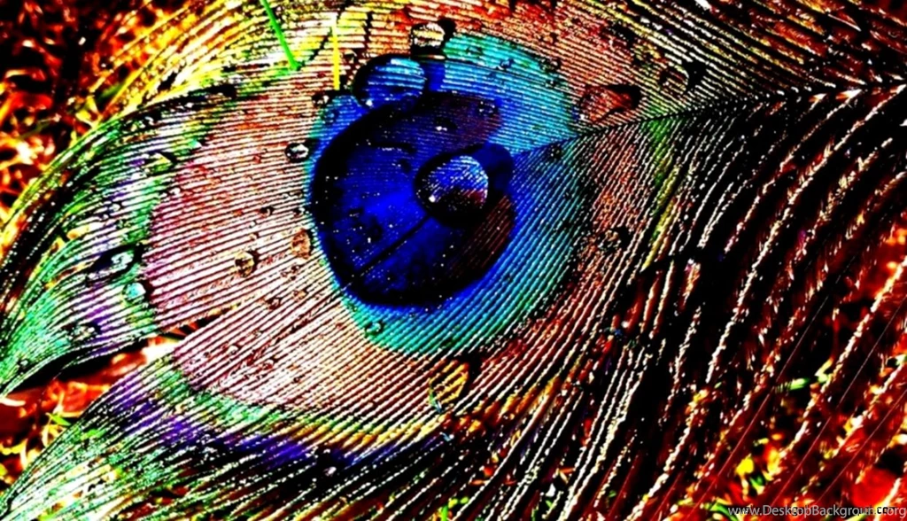 Peacock Feather Desktop
