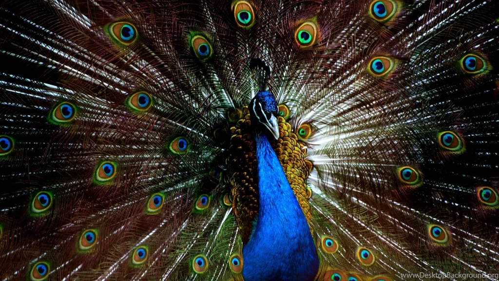 Peacock Feathers Wallpapers HD For Desktop
