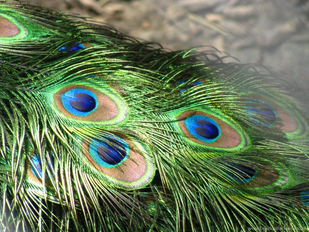 10 Wallpapers, Peacock Feathers Desktop Backgrounds, Peacock ...