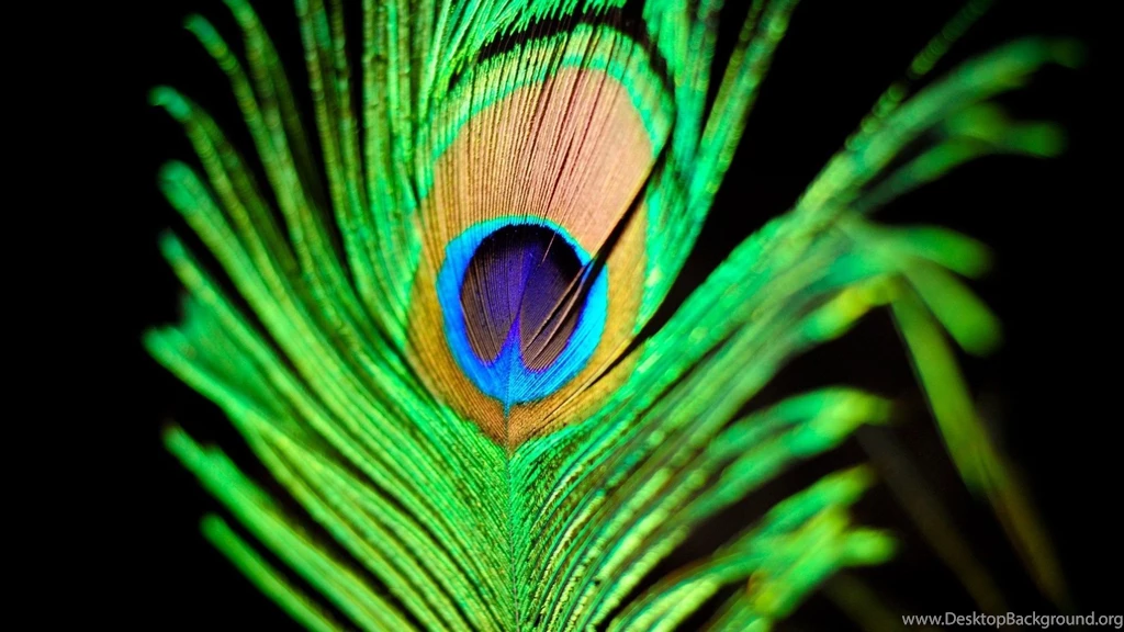 Peacock Feather Wallpaper Backgrounds For Desktop Backgrounds ...