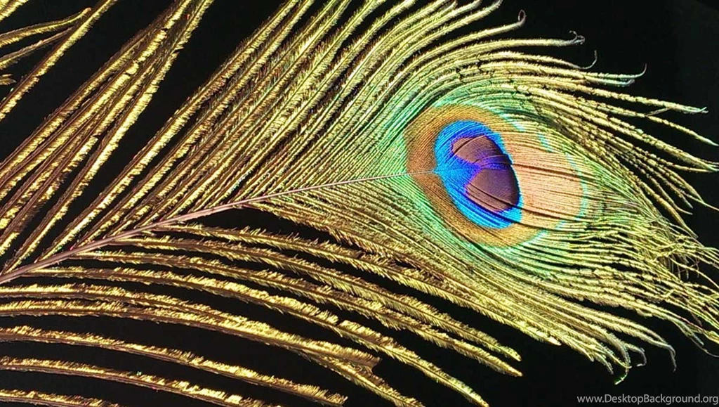 Beautiful Peacock Feather Wallpapers In HD