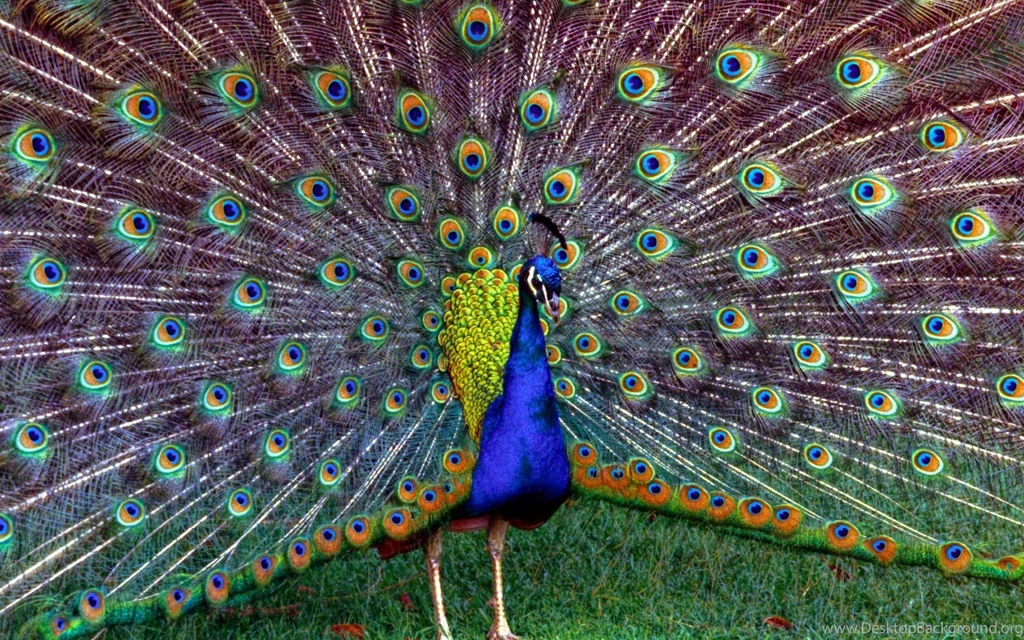 Peacock Feather Desktop Wallpapers