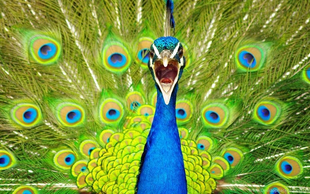 Colourful peacock