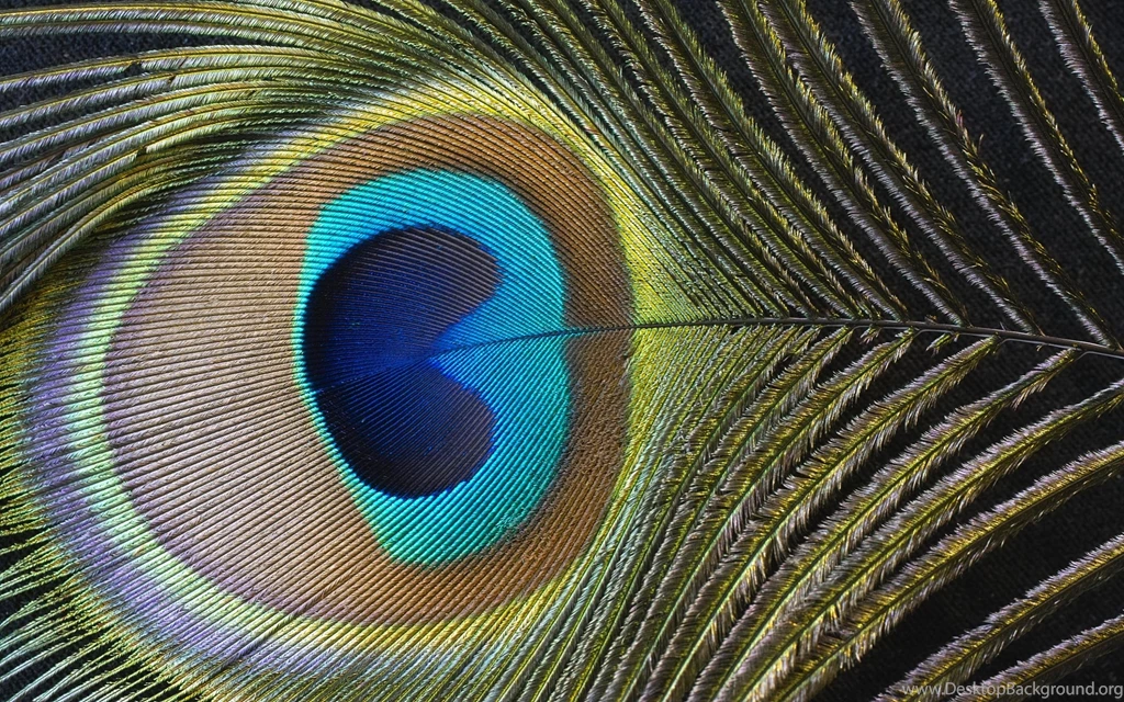 Peacock Feather Wallpapers Wide For Desktop Backgrounds Ndemok.com