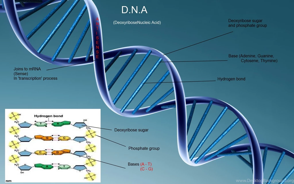 Download The DNA Structure Wallpaper, DNA Structure iPhone ...