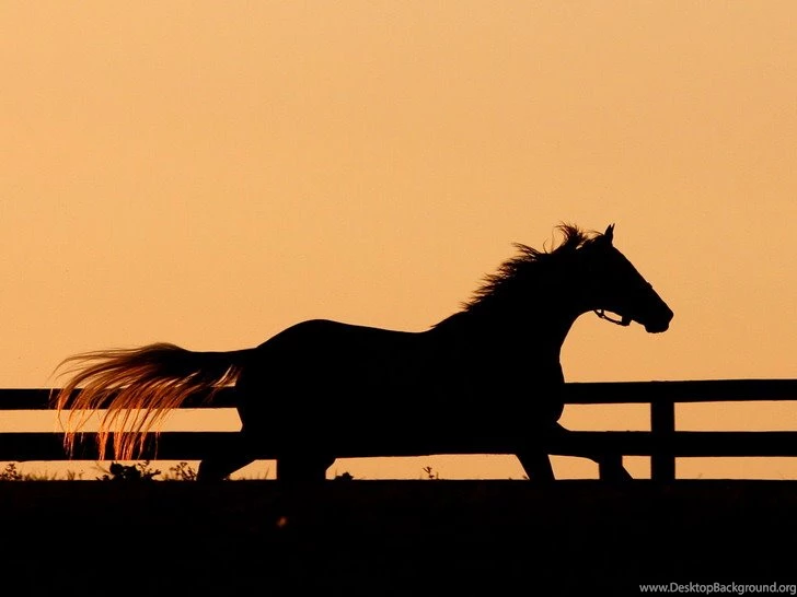 Horse Racing Wallpapers Wallpapers Mural Ideas 12514