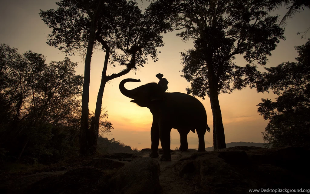 Elephants And Mahouts In The Morning Computer Wallpapers, Desktop ...