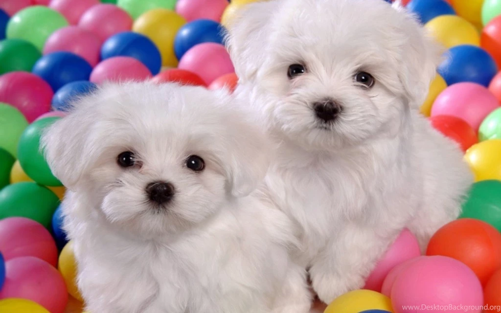 Puppies Wallpapers