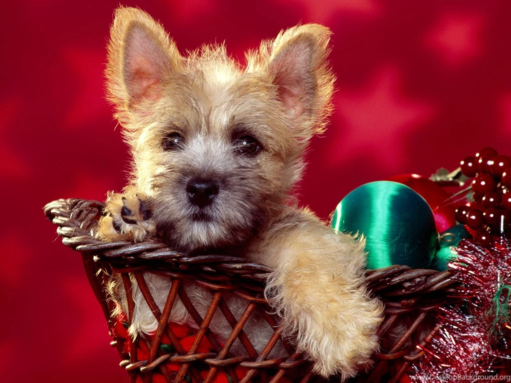 Free Wallpapers Downloads, Cool Wallpaper, Christmas Puppy ...