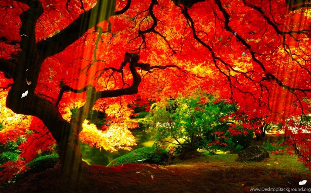 Beautiful Nature Red Tree Wallpapers