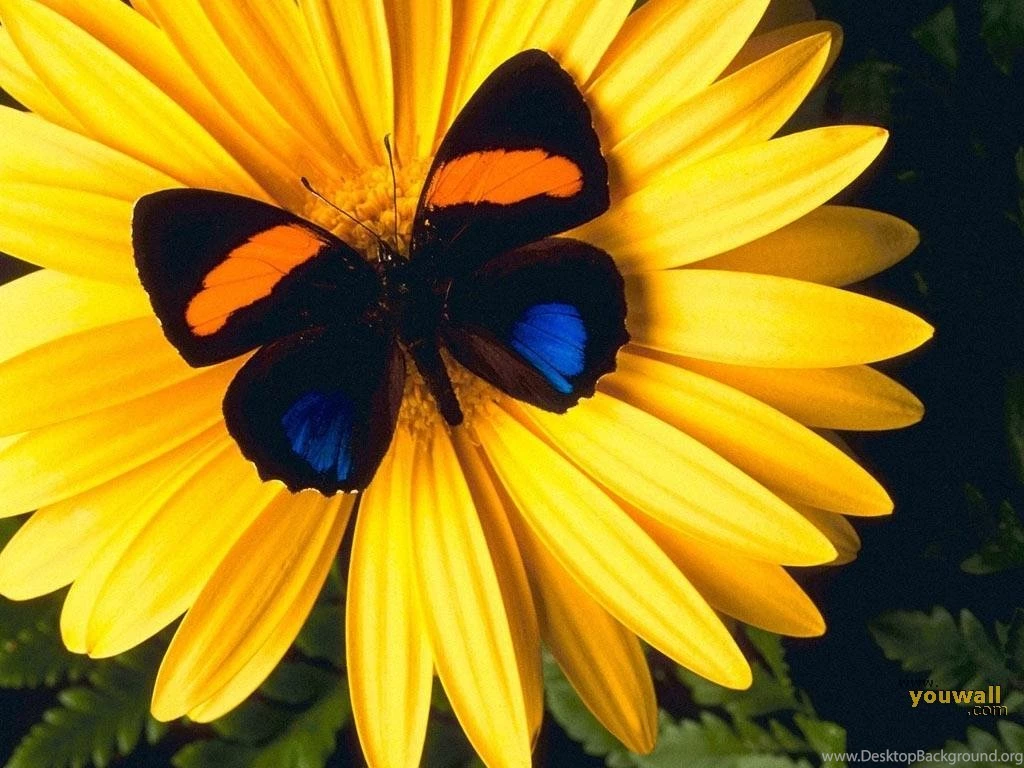 YouWall Wonderful Nature Wallpapers Wallpaper,wallpapers,free ...