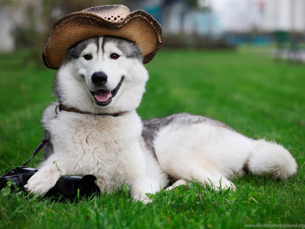 Funny Aika On The Grass Natural Animal Wallpapers 1920x1440 ...