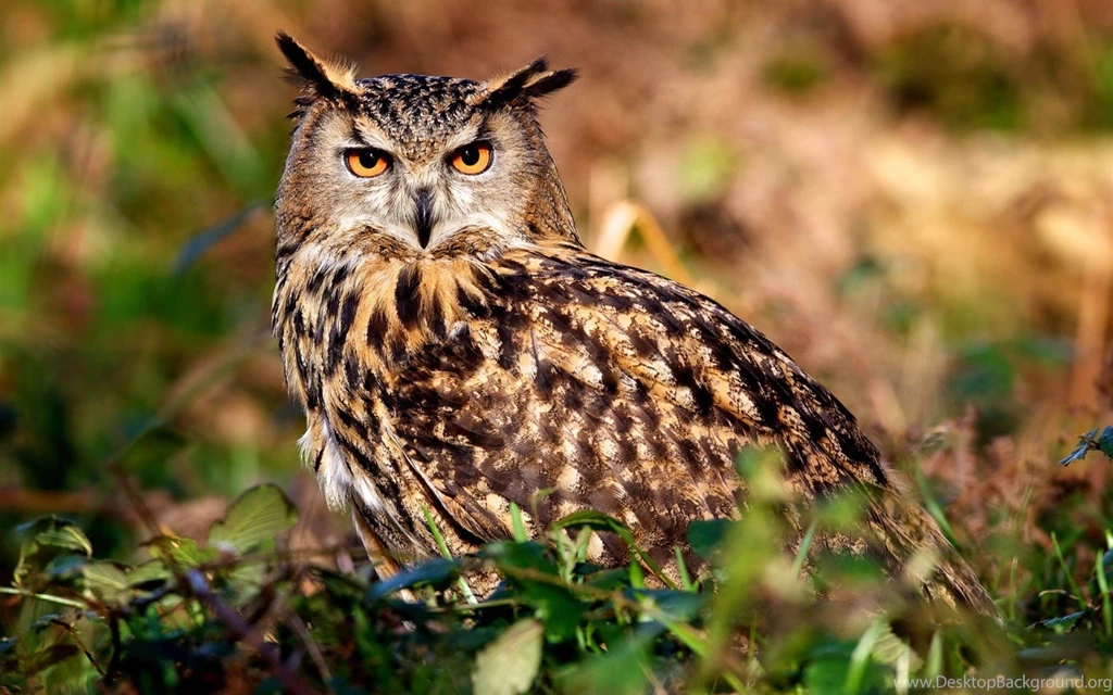 Owl Natural Animal Wallpapers 1680x1050 Wallpapers Download ...