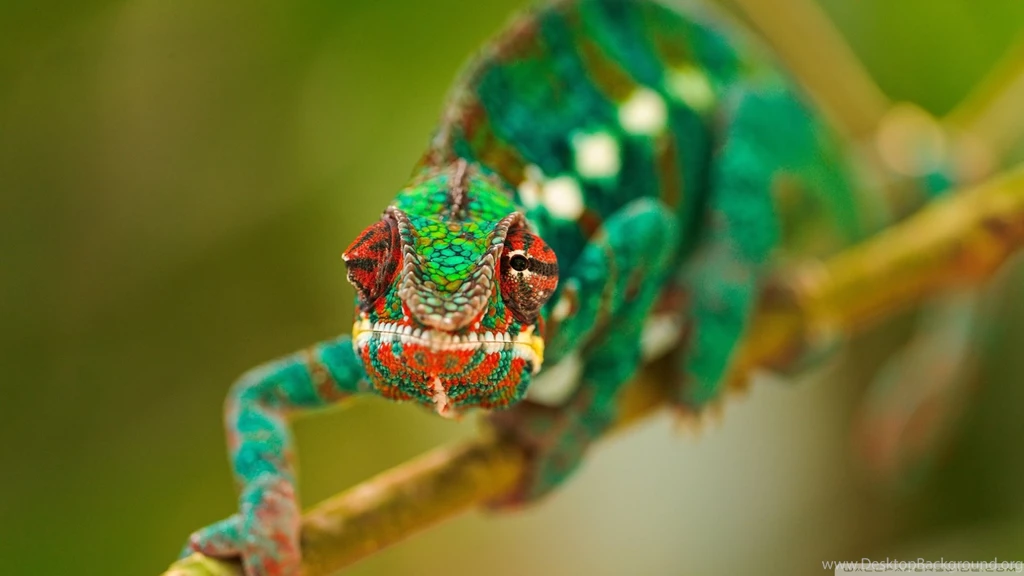 Category: Animal Gallery Wallpapers ›› Page 0