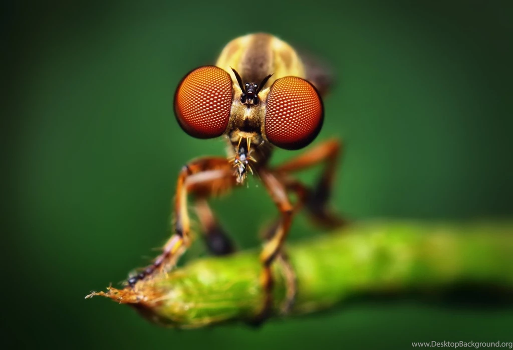 Category: Animal Gallery Wallpapers Page 2 Of 5 ›› Page 2