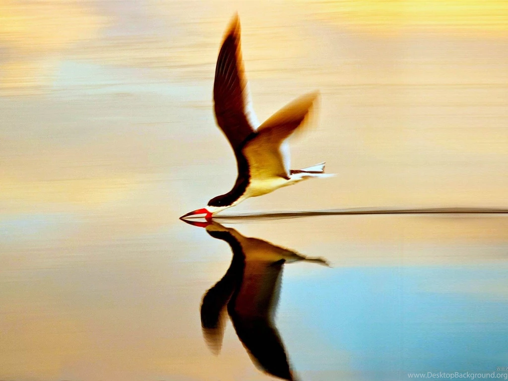 The Birds On The Water Natural Animal Photography Wallpapers ...