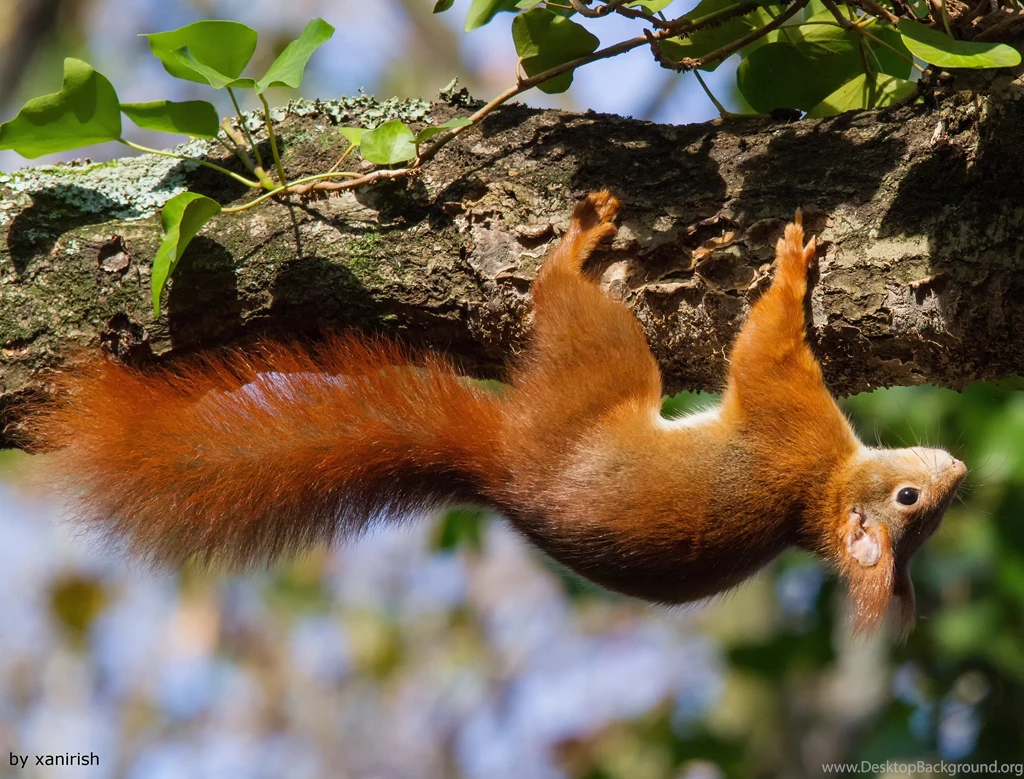 Red Squirrel Climbing Tree Bough Looking For Food