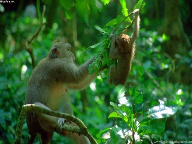 Jungle Animal ,Natural Beauty Animal, Animal Wallpapers HD ...