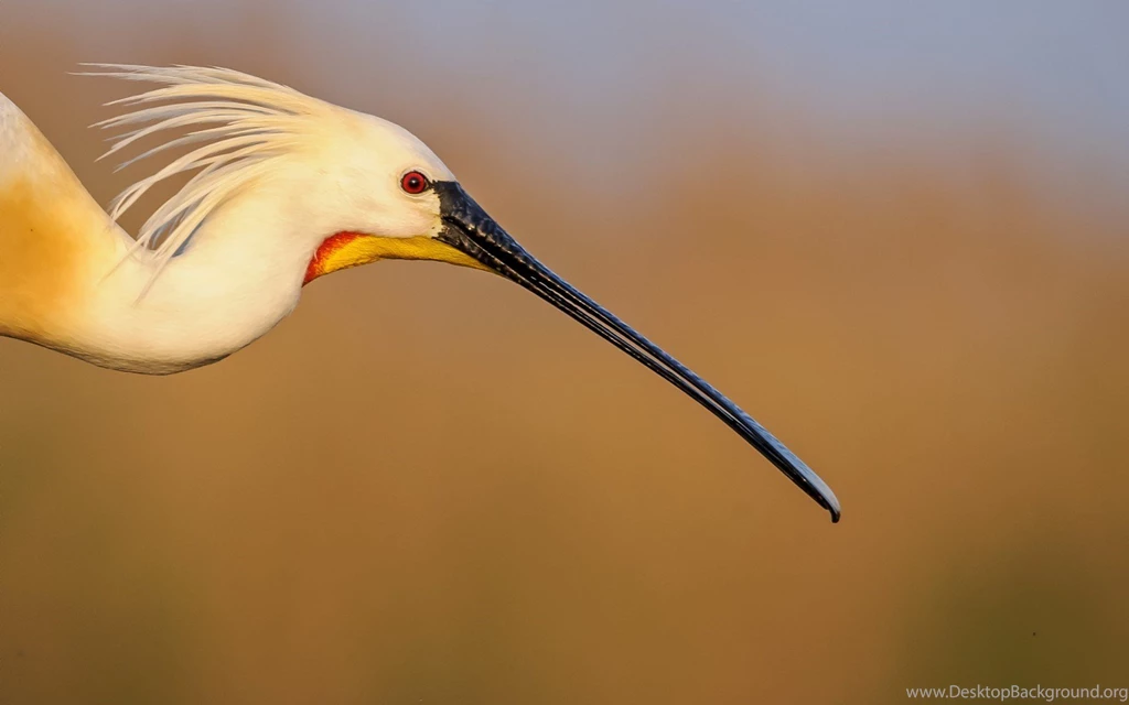 Crane, Macro, Animal Photo, Picture, Background, Beak, Natural