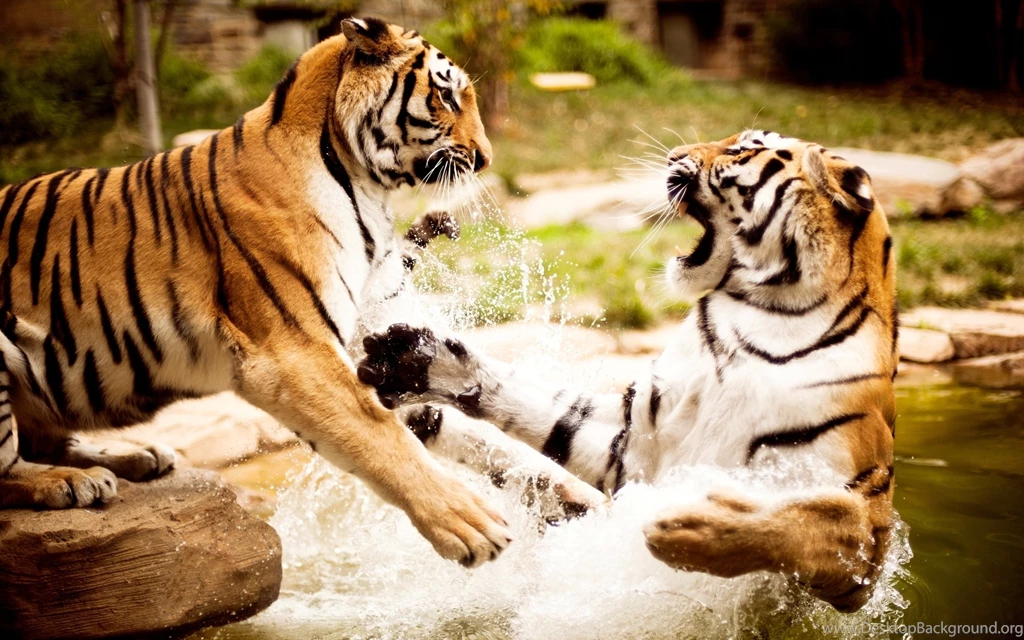 Wallpapers Of Animal: Two Tigers Playing In Th Water