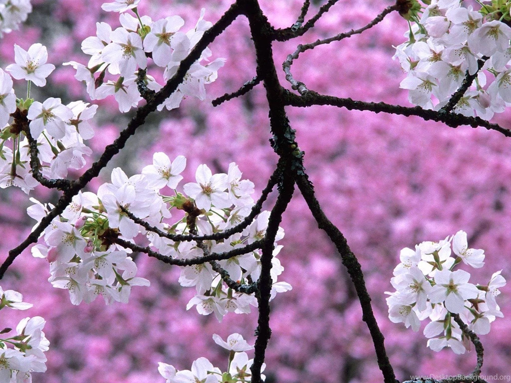 Wallpapers Desktop Hd Quality Free Download