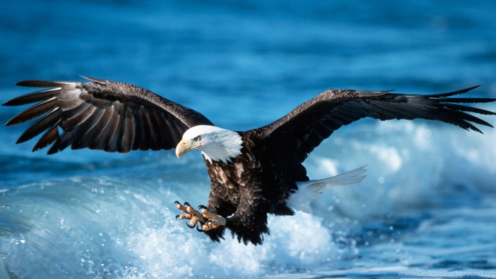 Eagles Backgrounds Free Download
