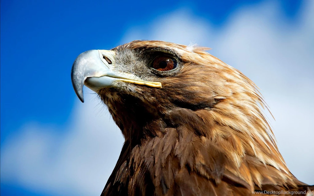 Golden Eagle Wallpapers